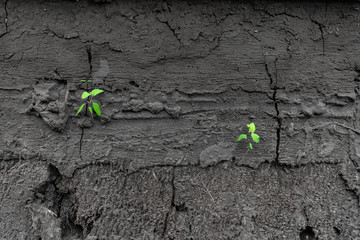 Green sprouts sprout from dry cracked earth