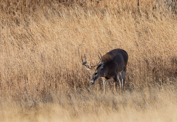 Whitetail Deer Buck in Rut in Colorado in Autumn
