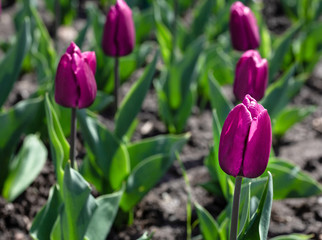 Naklejka premium tulips in the alley in early spring