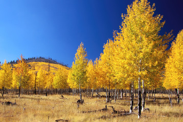 Aspens, Hochderffer Hills