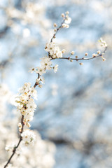 Branch of a blossoming tree on a garden background.
