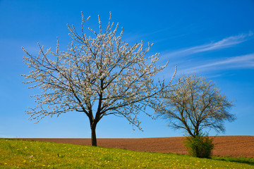 Fototapeta na wymiar trees with blossom in the field