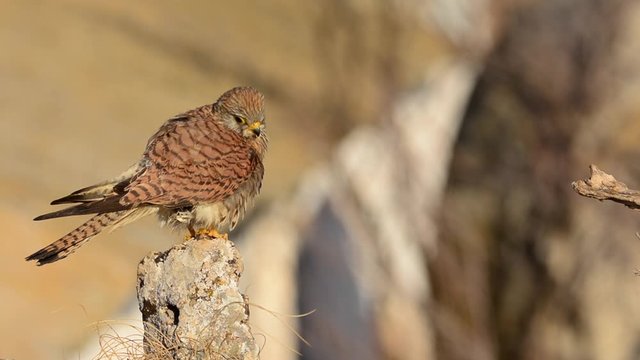 Female Lesser Kestrel on a Spanish farmhouse rooftop. Falco naumanni.
