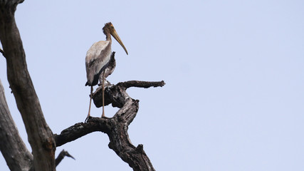natural bird on sitting on the top of the tree in the jungle 