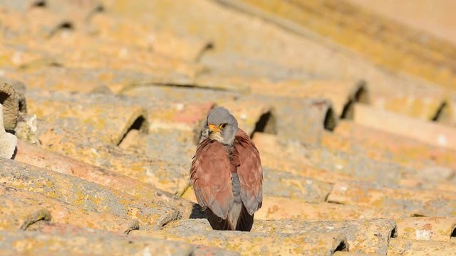Male Lesser Kestrel on a Spanish farmhouse rooftop. Falco naumanni.
