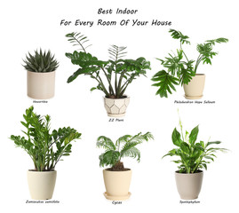 Set of best house plants on white background