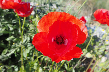 The red poppy flower closeup on the sunny day