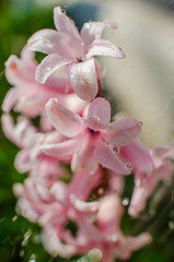 Wonderful hyacinth flowers bloom outdoors in spring on a sunny day