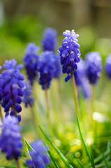 Little spring blue Muscari flowers bloom outdoors