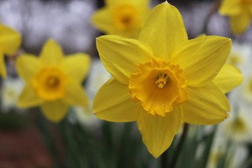 Fototapeta na wymiar Closeup of yellow daffodil among other daffodil flowers