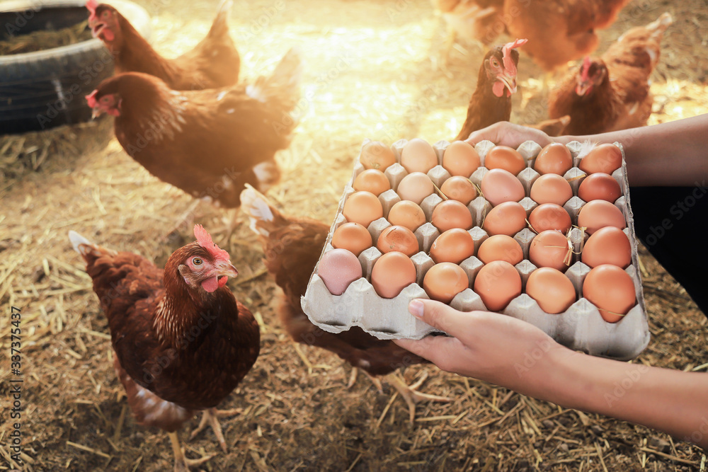 Wall mural kid hand hold organic egg in local agriculture farm. organical food for good living life