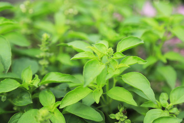 Fototapeta na wymiar green herbal hairy basil for healthy eating 