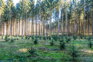 Wiederaufforstung im Wald