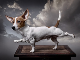 A dog, Jack Russell Terrier stretches its front right and back left legs, tail is raised up....