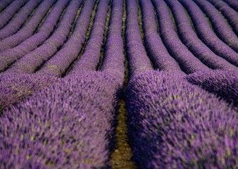 Naklejka na ściany i meble Full Frame Shot Of Lavender Field