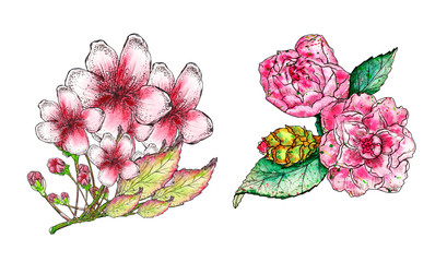 watercolor set of floral elements