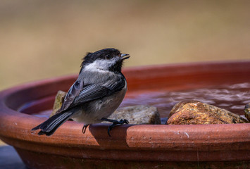 A black-capped chickadee drinking water © Belia