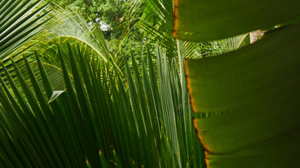 green trees at goa india close up 