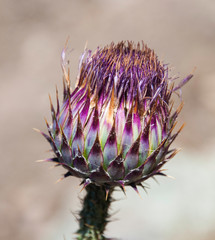 CARCIOFO SELVATICO Cynara cardunculus -PARTICOLARE