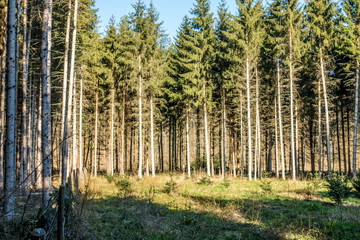 Wiederaufforstung im Wald