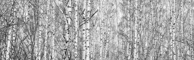 Black and white photo of black and white birches in birch grove with birch bark between other...