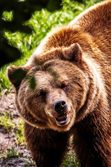 Fototapeta premium Braunbär, Ursus arctos