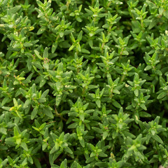 Fototapeta na wymiar Close up of thyme (Thymus vulgaris)