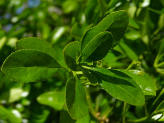 Fototapeta na wymiar Closeup of waxy bright green leaves in selective focus. evergreen mediterranean shrub. soft and blurred blue and green background. spring freshness and outdoors concept. beauty in nature. 
