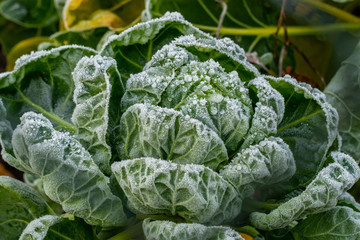 Fototapeta na wymiar Close up of rimed Brussels-sprouts plant (Brassica oleracea)