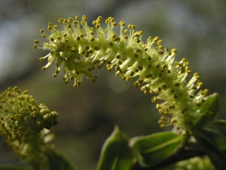 Naklejka premium Blooming willow