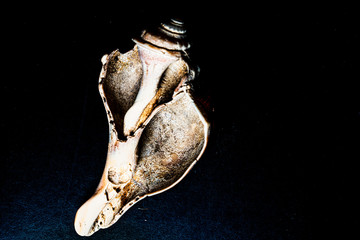 Seashells textures, shapes, colors for graphic resources on black background, macro photography