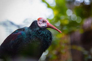 Portrait of a Southern Bald Ibis