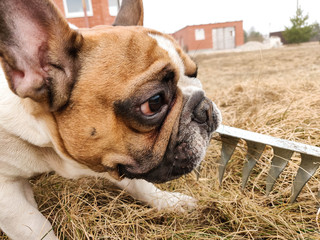 french bulldog playing with rake on dry grass