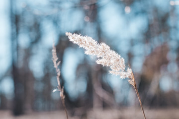 spike macro photo on sky background