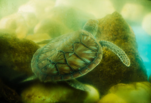 sea turtle swimming in water, Brazil