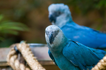 The Spix's macaw is a macaw native to Brazil. The bird is a medium-size parrot. The IUCN regard the...