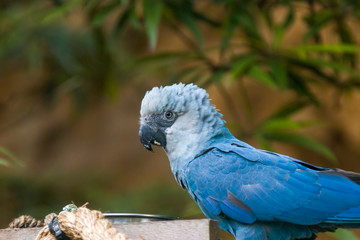 The Spix's macaw is a macaw native to Brazil. The bird is a medium-size parrot. The IUCN regard the...