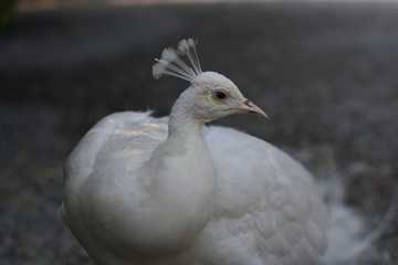 close up of apeacock