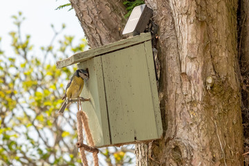 Adult Blue tit bird seen with nest building fibres in his beak, ready to enter a small bird nest box attached high up to a large tree in a garden setting.