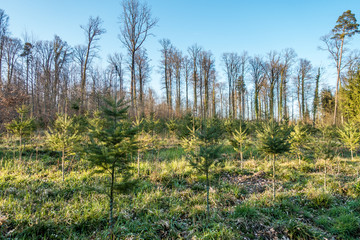 Wiederaufforstung im Wald