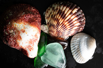 Seashells textures, shapes, colors for graphic resources on black background, macro photography