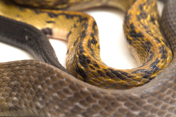 Coelognathus flavolineatus, the black copper rat snake or yellow striped snake, is a species of...