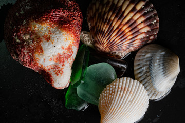 Seashells textures, shapes, colors for graphic resources on black background, macro photography