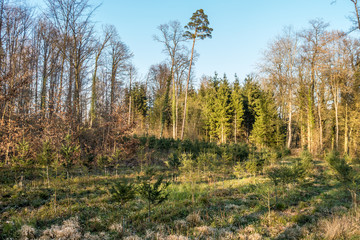 Wiederaufforstung im Wald
