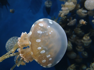 jellyfish in aquarium