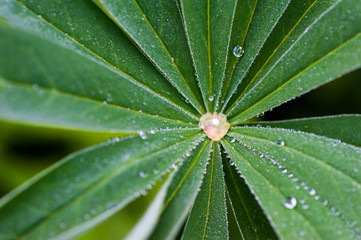 Fototapeta na wymiar Frozen dew drop on lupine leaf (Lupinus polyphyllus) with rain drops background. Lupine plant before flowers, green star shaped leaves, unique leaf shape. Early morning spring frozen forest.