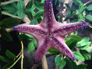 Purple starfish