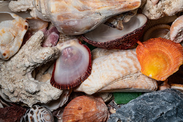 Seashells textures, shapes, colors for graphic resources on black background, macro photography