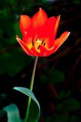 Obraz premium Tulipano