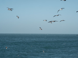 Fototapeta na wymiar Seagulls fly over the blue sea. Freedom